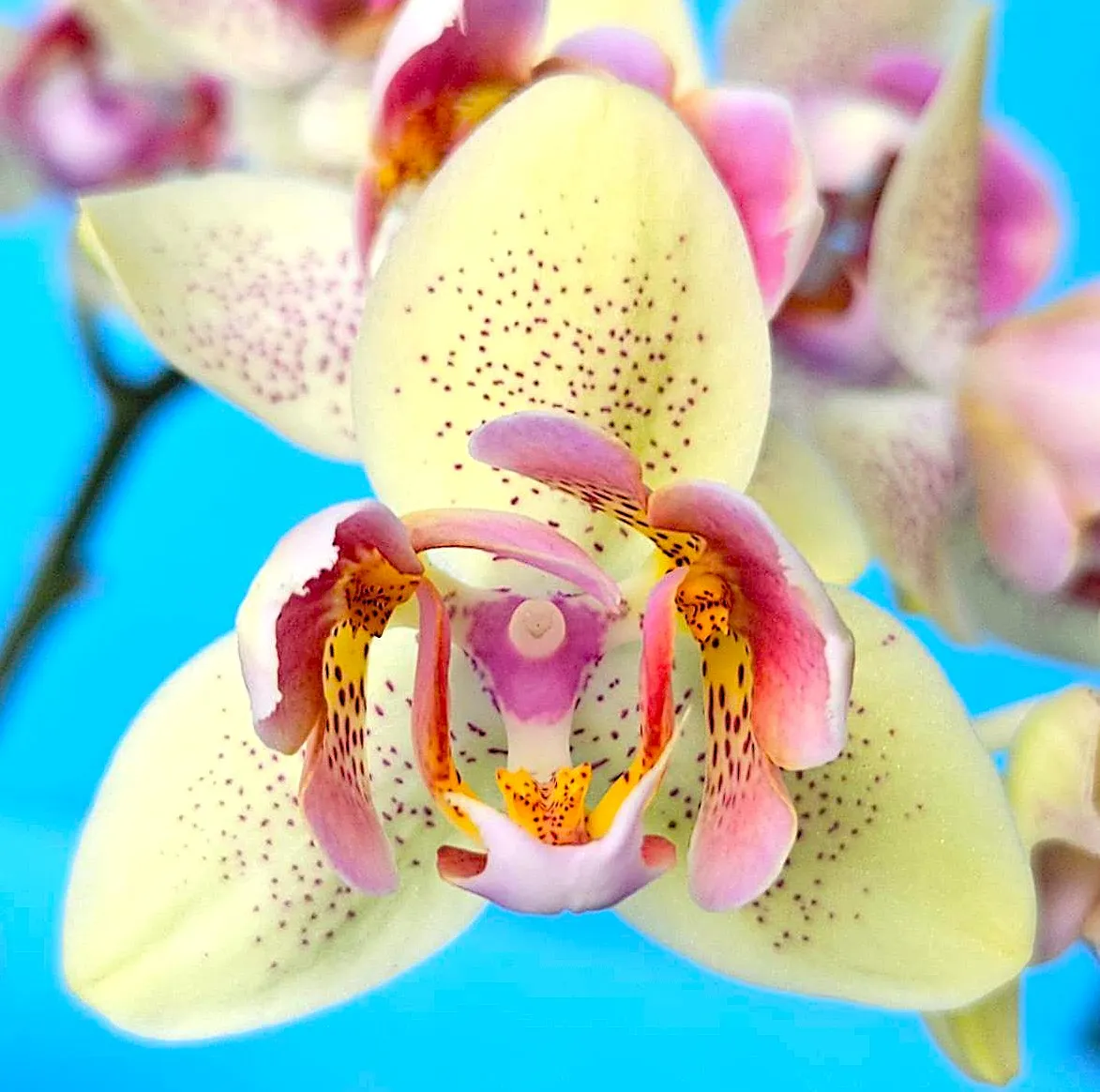 P. Profar Rose Heart