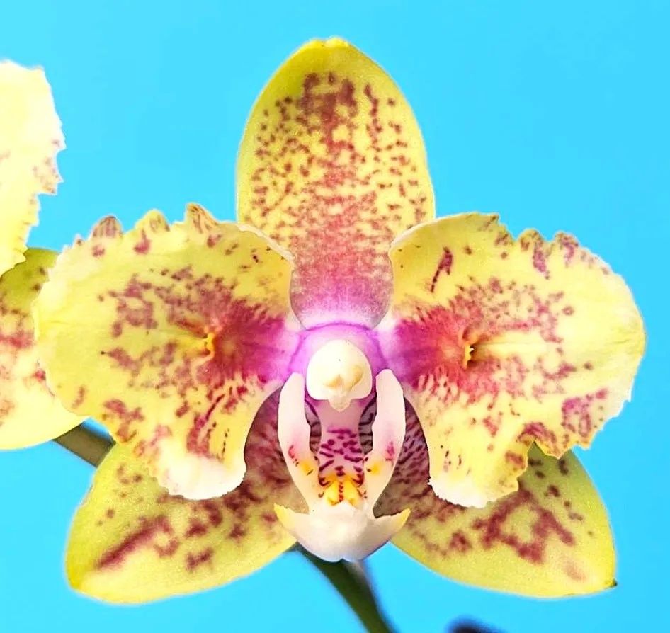 P. Profar Golden Breeze