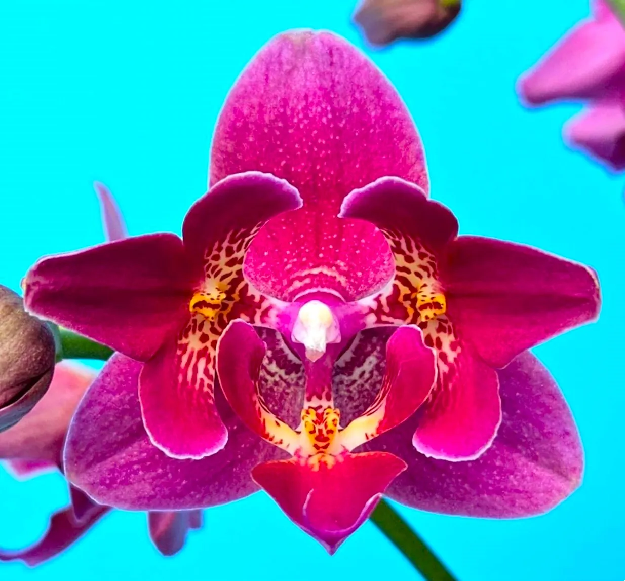 P. Profar Fire Rose