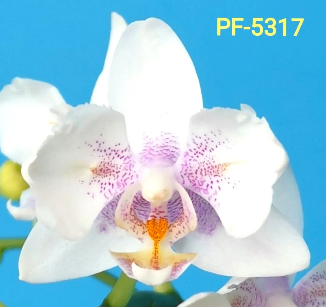P. Profar Little Platinum