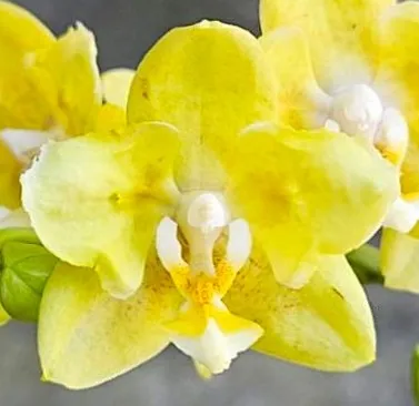 P. Profar Golden Pixie