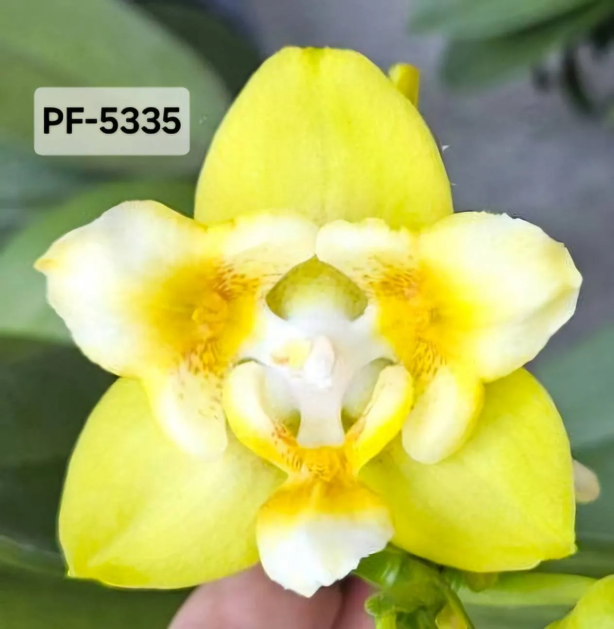 P. Profar Yellow Bat