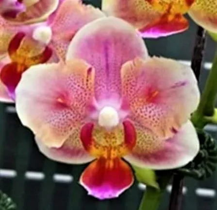 P. Profar Pink Peacock