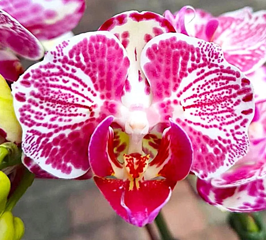 P. OX Madonna 'PF Peloric'