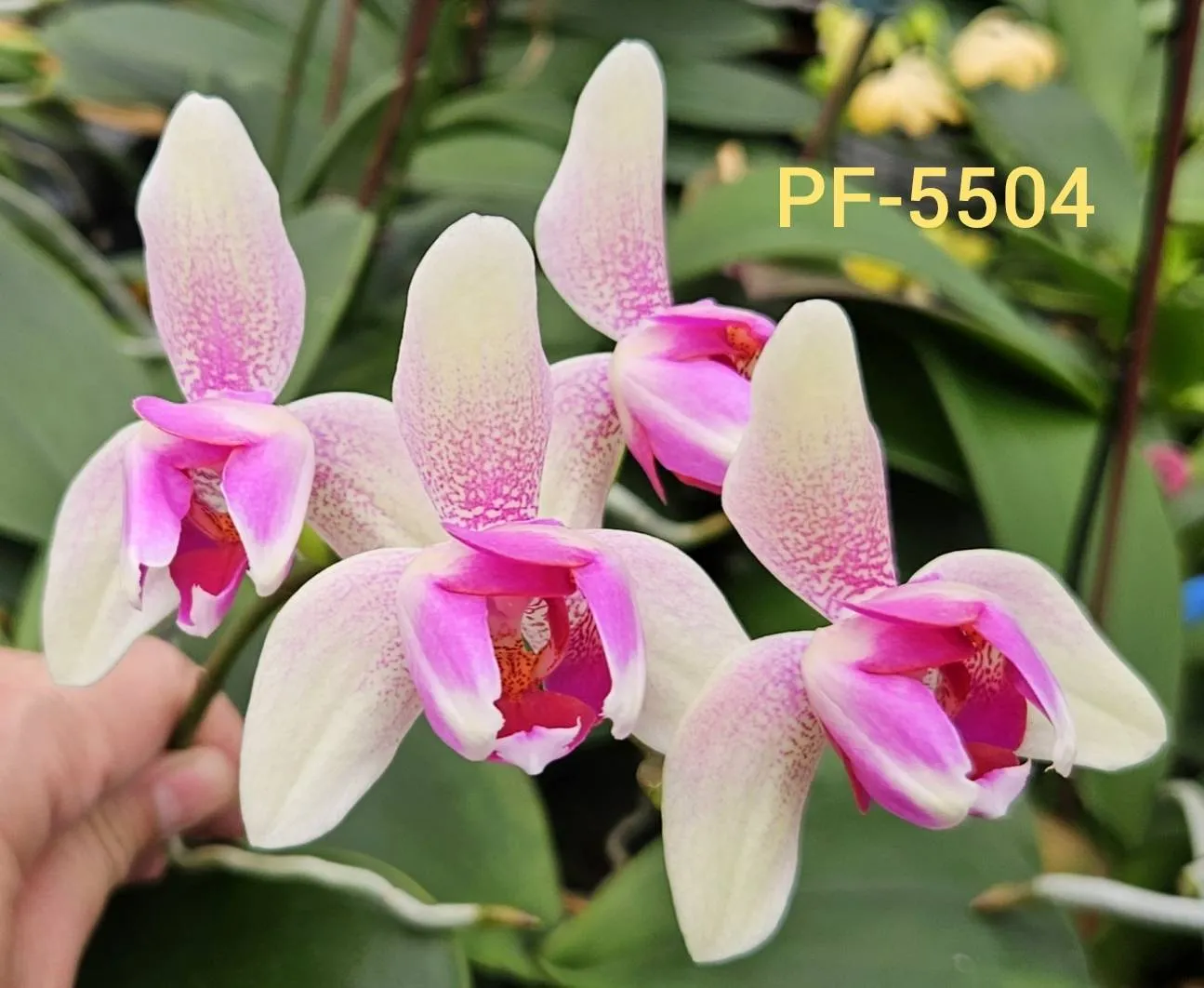 P. Profar Elegance C