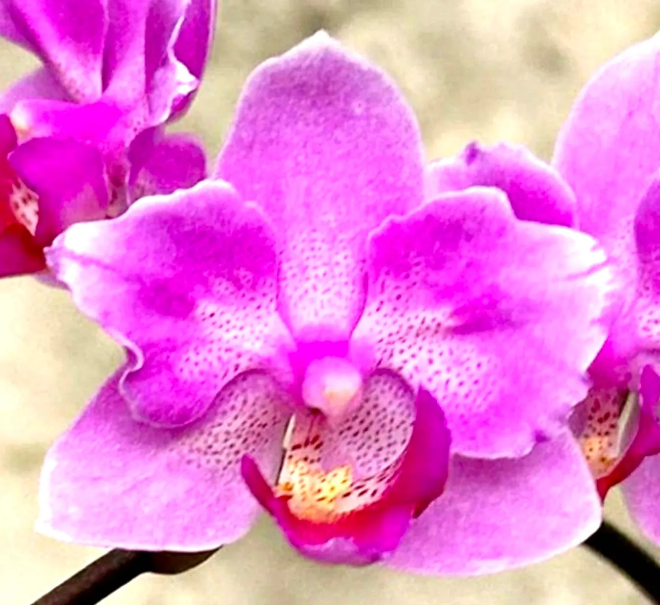P. Profar Pink Joys