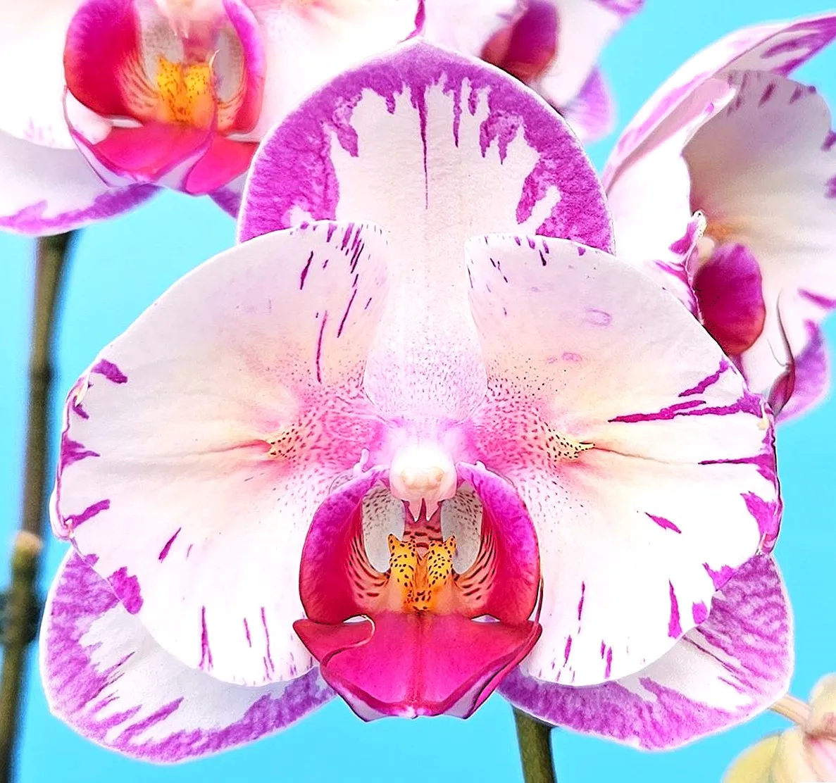 P. Profar Spider Queen