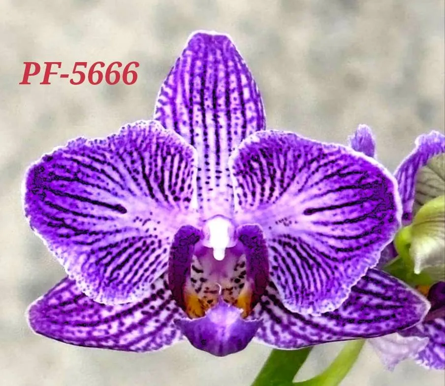 P. Profar Violet Stars