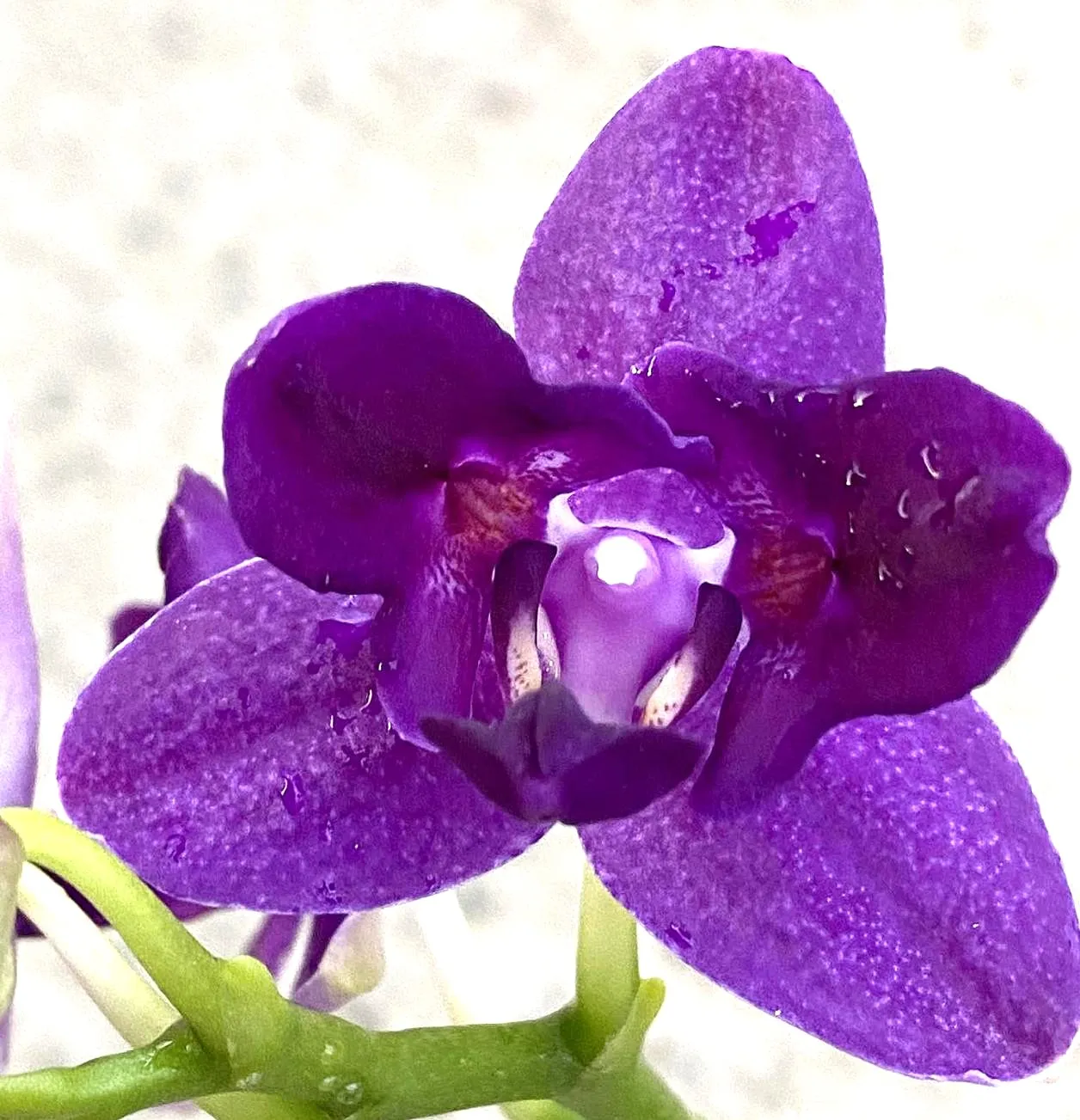 P. Profar Blue Spider