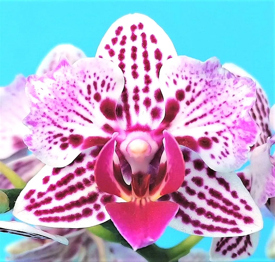 P. Profar Meteor