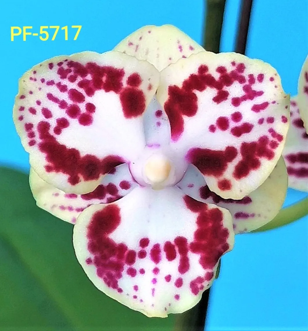 P. Profar Alien Q