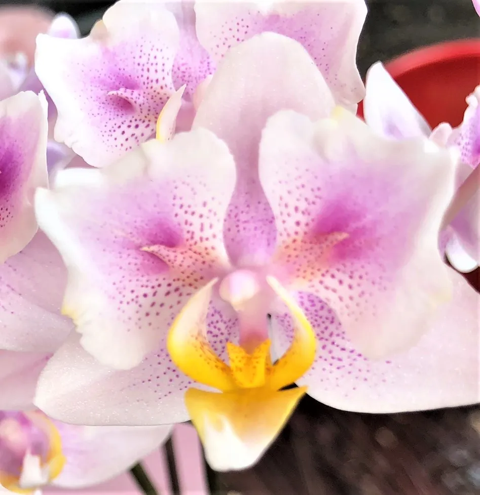 P. Profar Pink Cherry