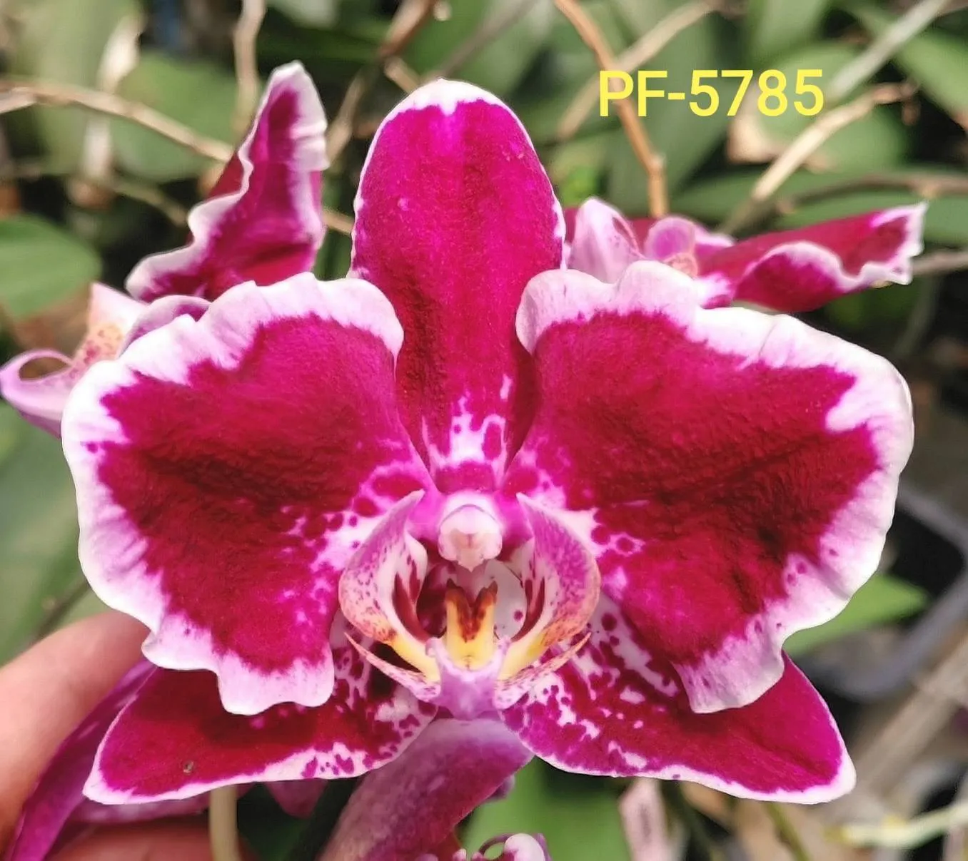 P.  Profar Happy Butterfly