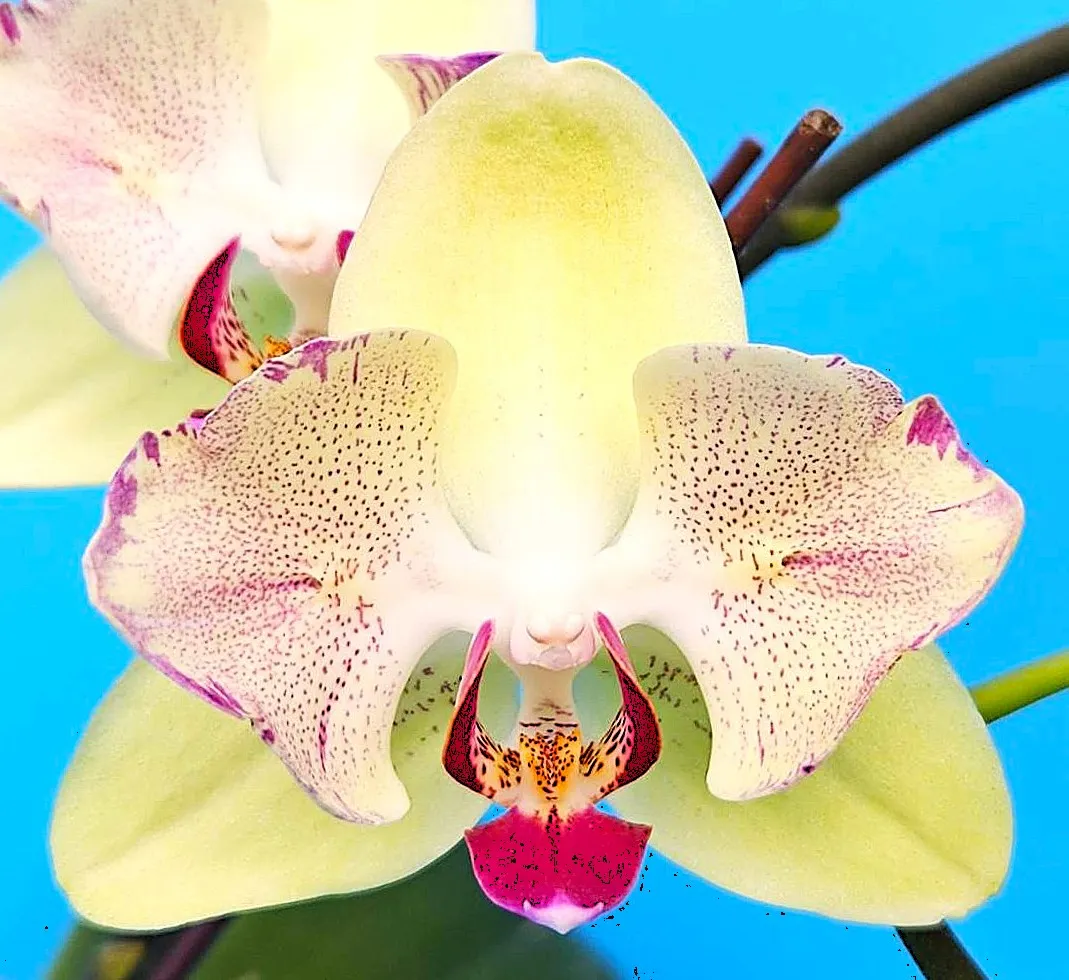 P.  Fortune Saltzman 'PF Peloric'