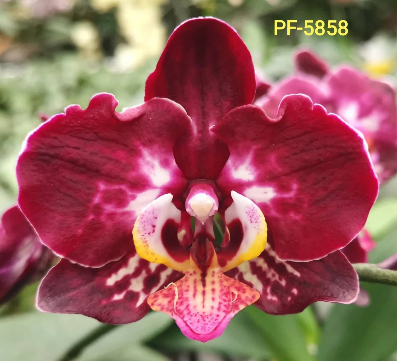 P.  Profar Black Gold
