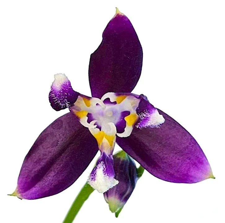 P.  Lioulin Blue Jenny 'PF Peloric'