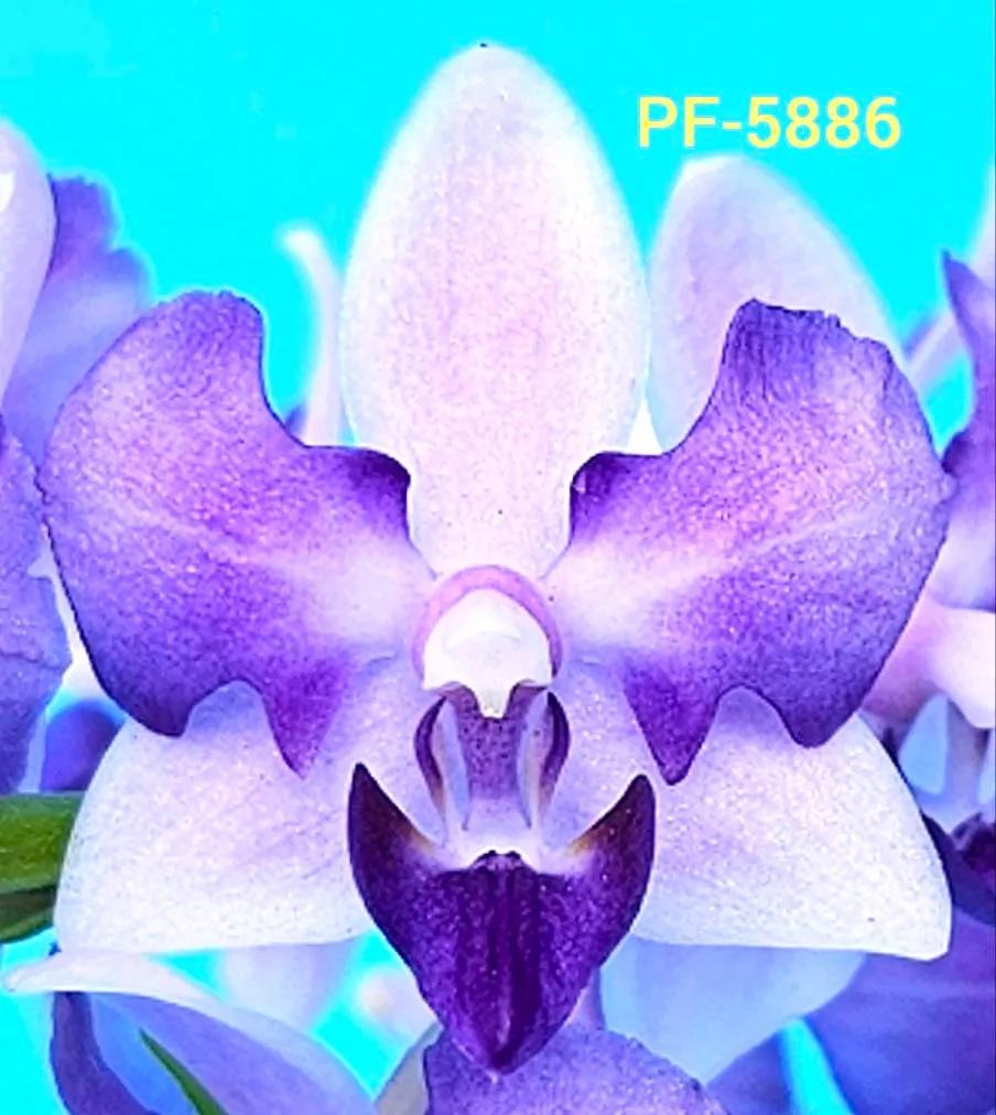 P.  Lioulin Blue Jenny 'PF Peloric'