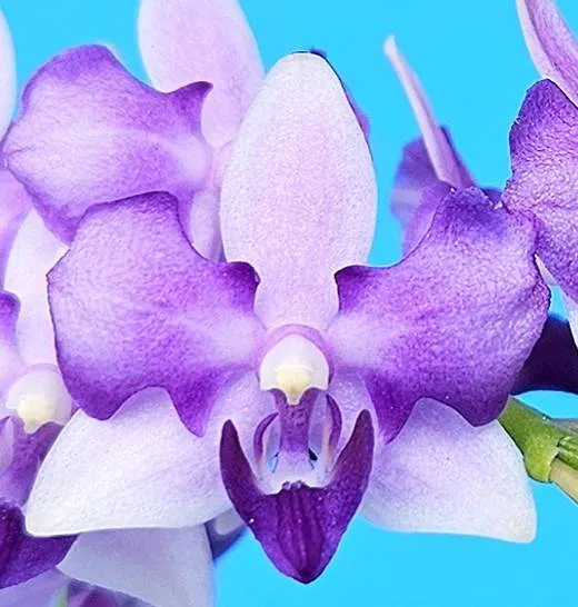 P. Tzu Chiang Sapphire 'Peloric'