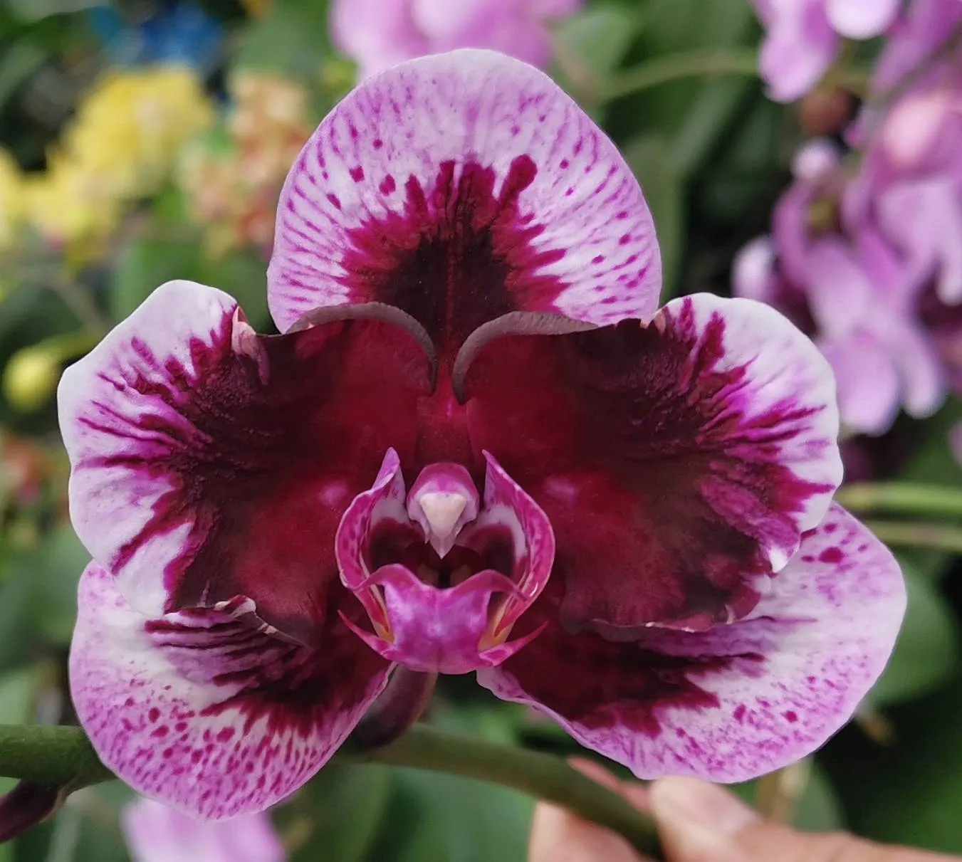 P.  Profar Magic Purple