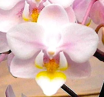 P. Taiwan Fragrance