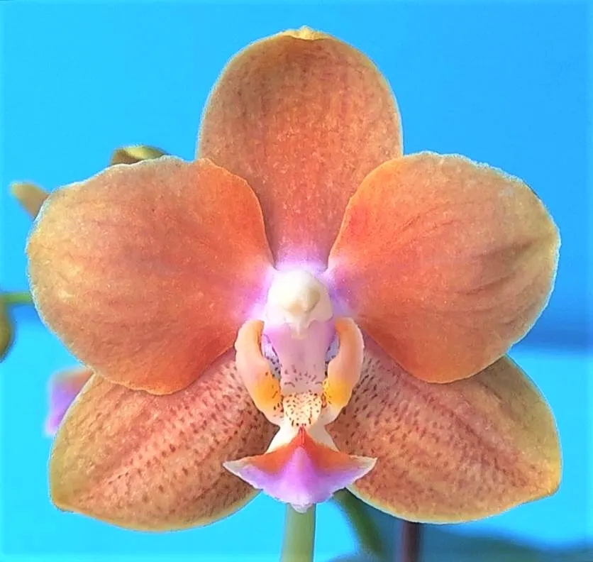 P. Profar Sweet Orange 