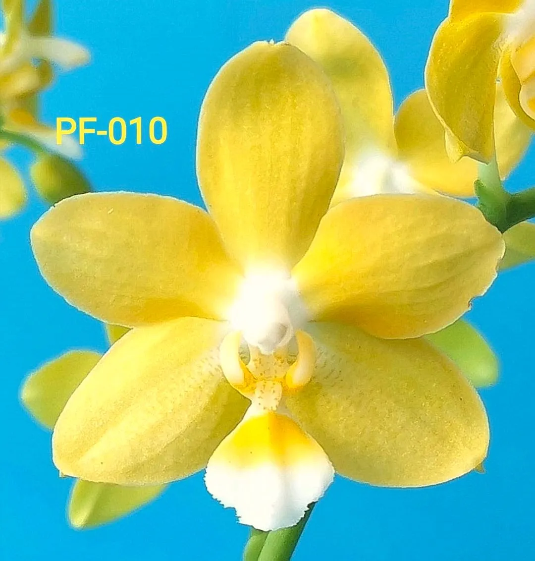 P. Profar Yellow Flakes