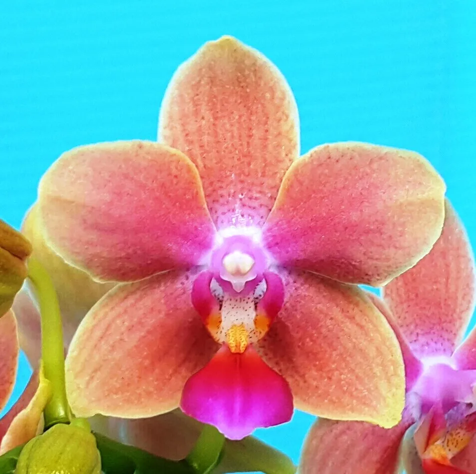 P. Profar Fragrant Lady