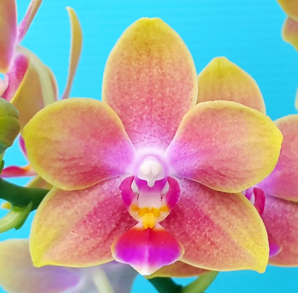P. Profar Fragrant Girl