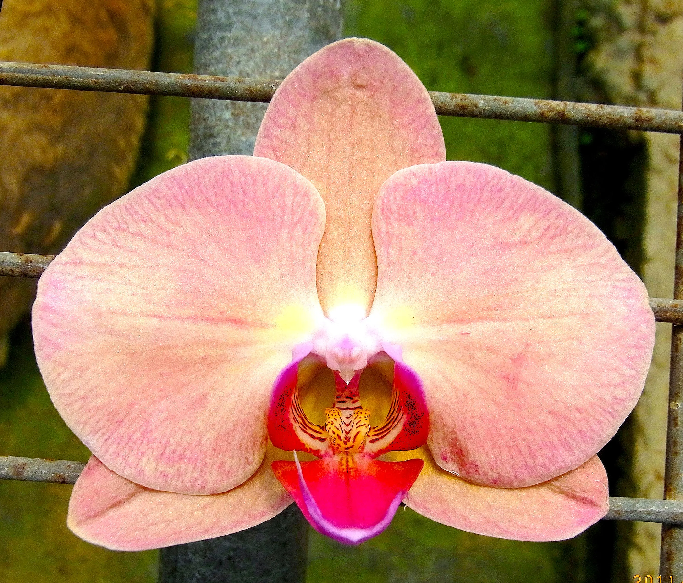 P. Profar Honey Peach