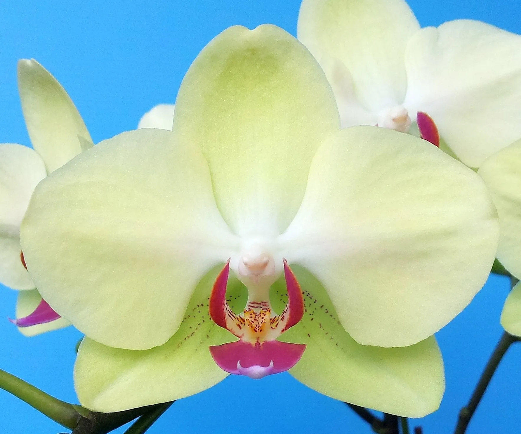 P. Fortune Saltzman