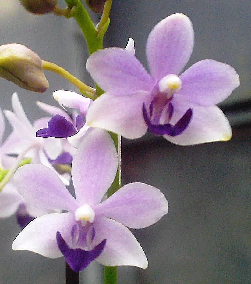 P.  Tzu Chiang Sapphire