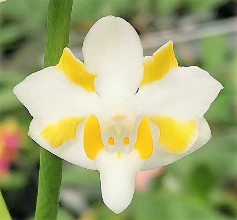 P. Pulcherrima f. 'Champomesis' 4N