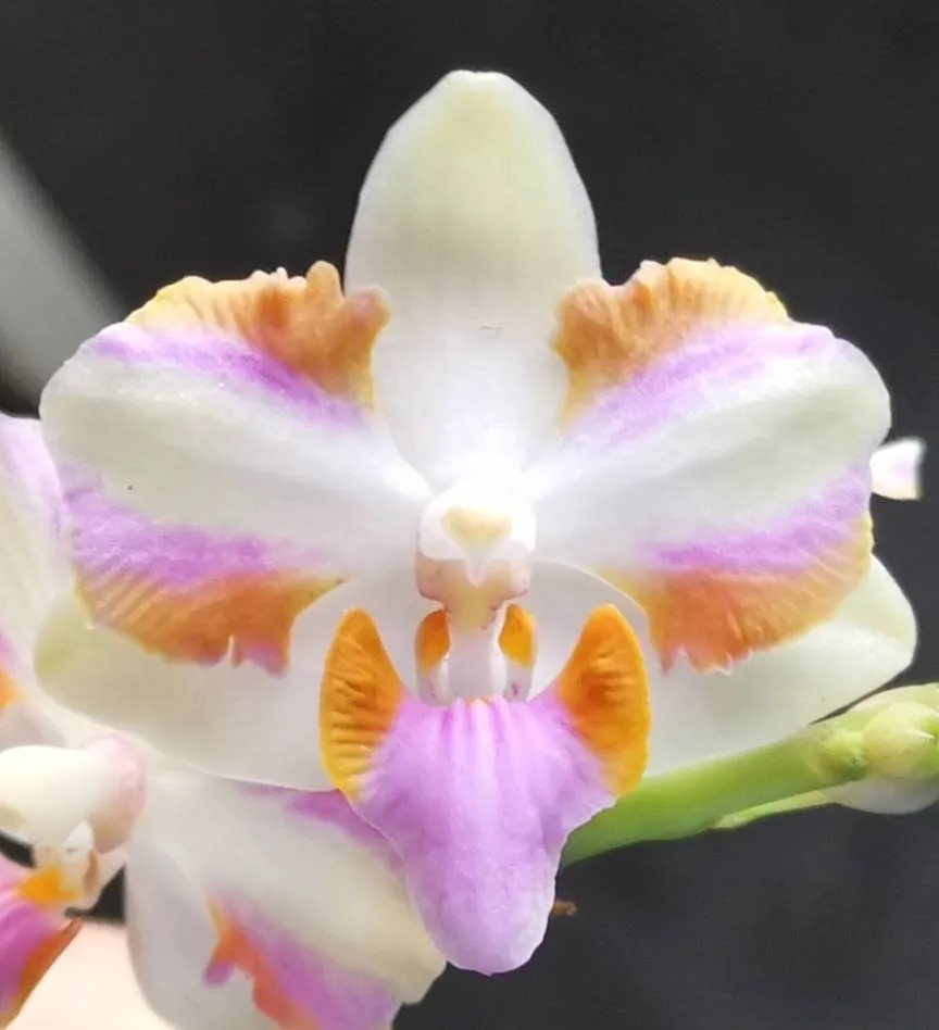 P. Pulcherrima '4N'