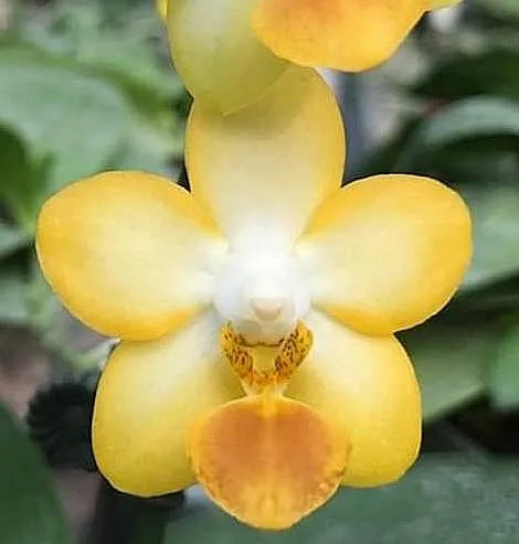 P. Profar Golden Lobbii