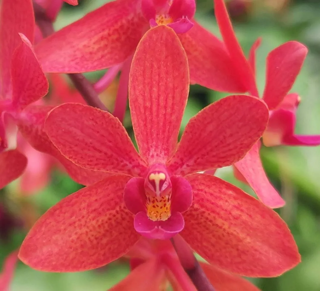 Ren Bella x P.  Purple Gem