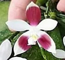 P. Tetraspic C1 'PF'