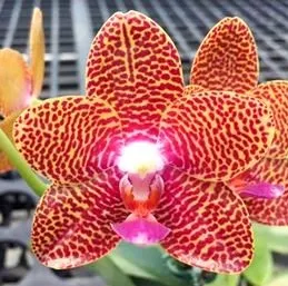 P. Joy Auckland Beauty