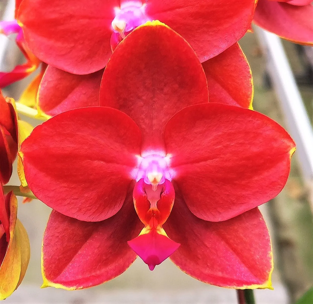 P. Meidarland Smith Queen