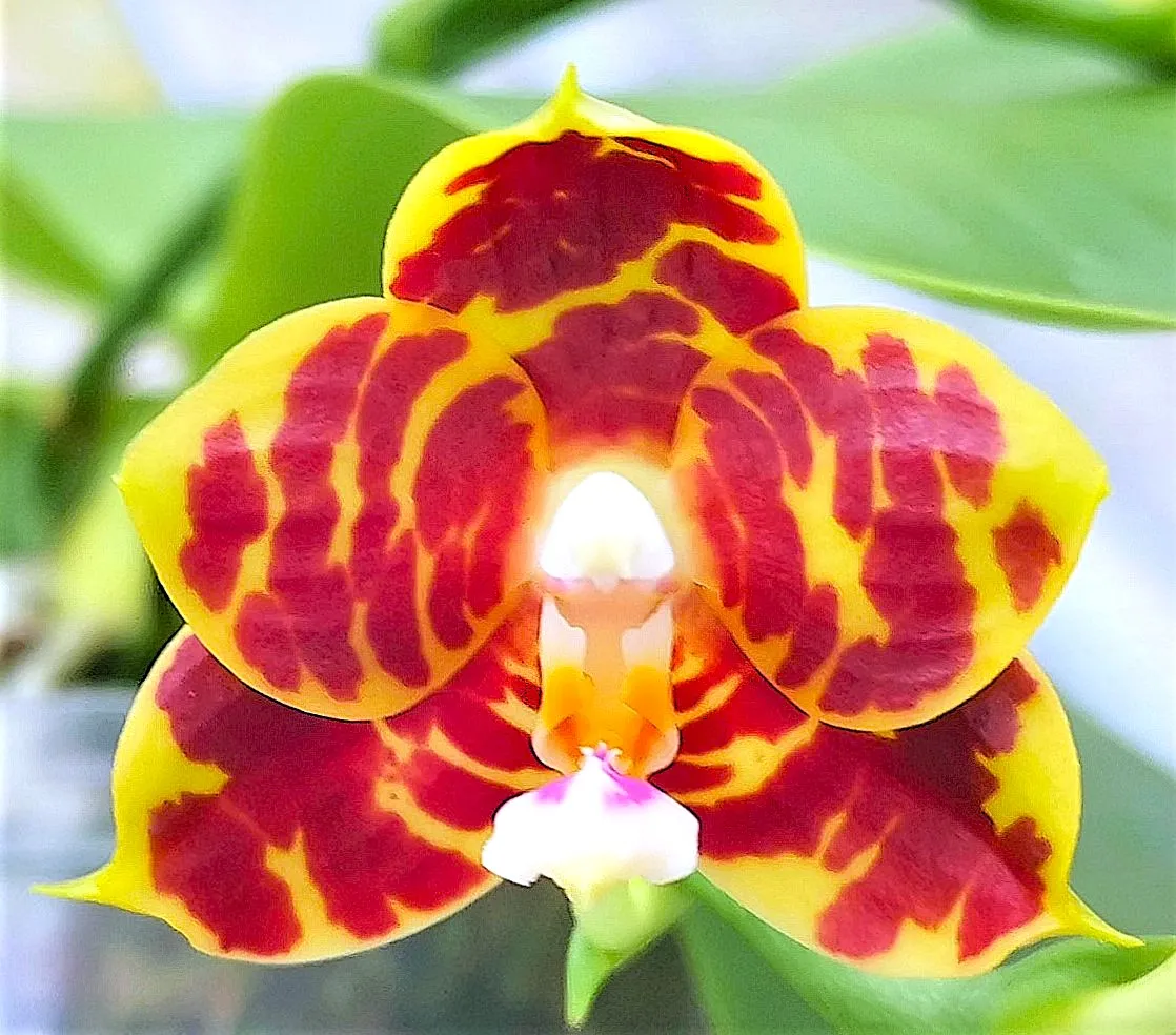 P. Friday's Princess 'Brother'
