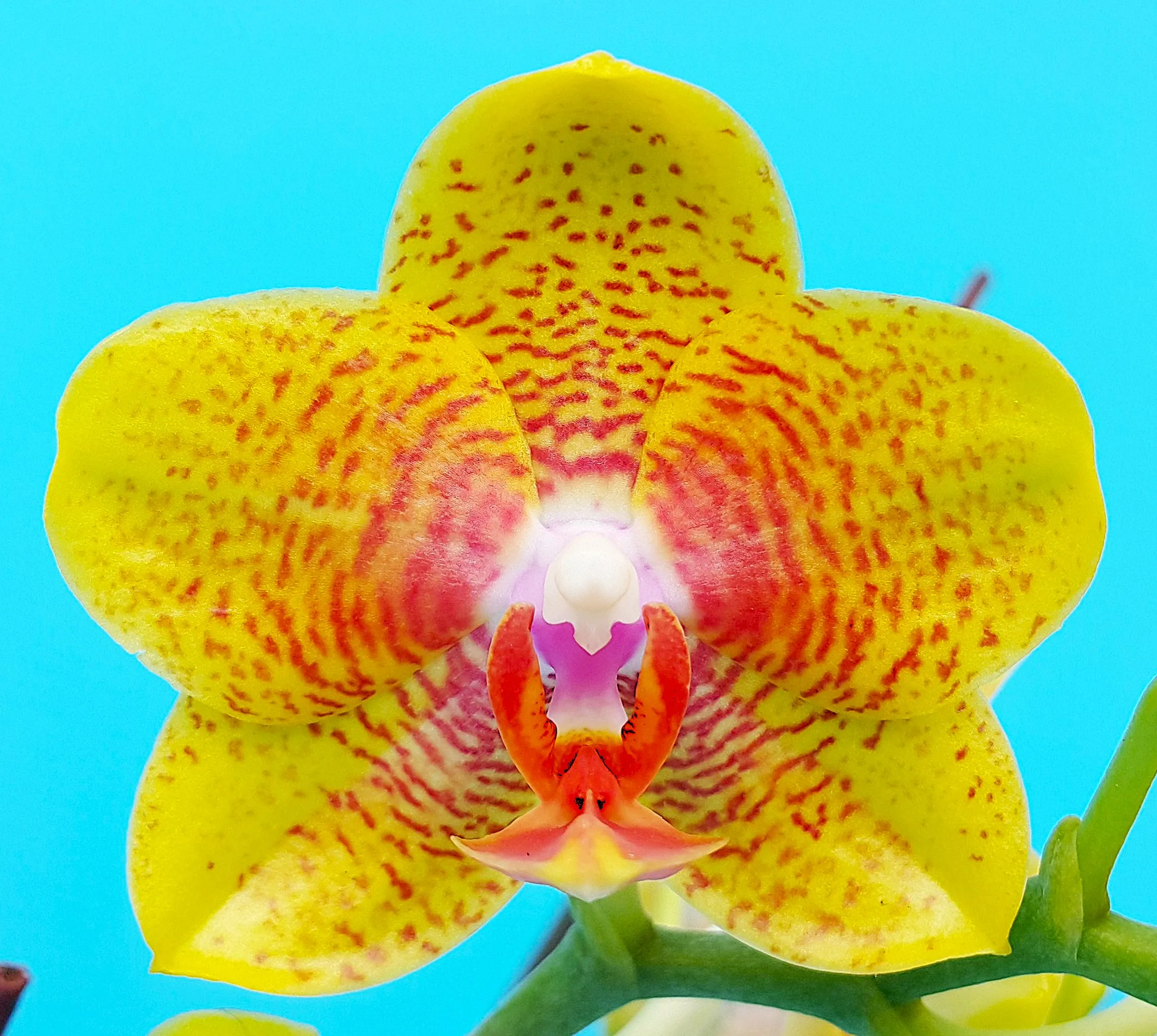 P. Profar Amber Stars