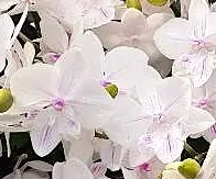 P. Profar Snow Melody