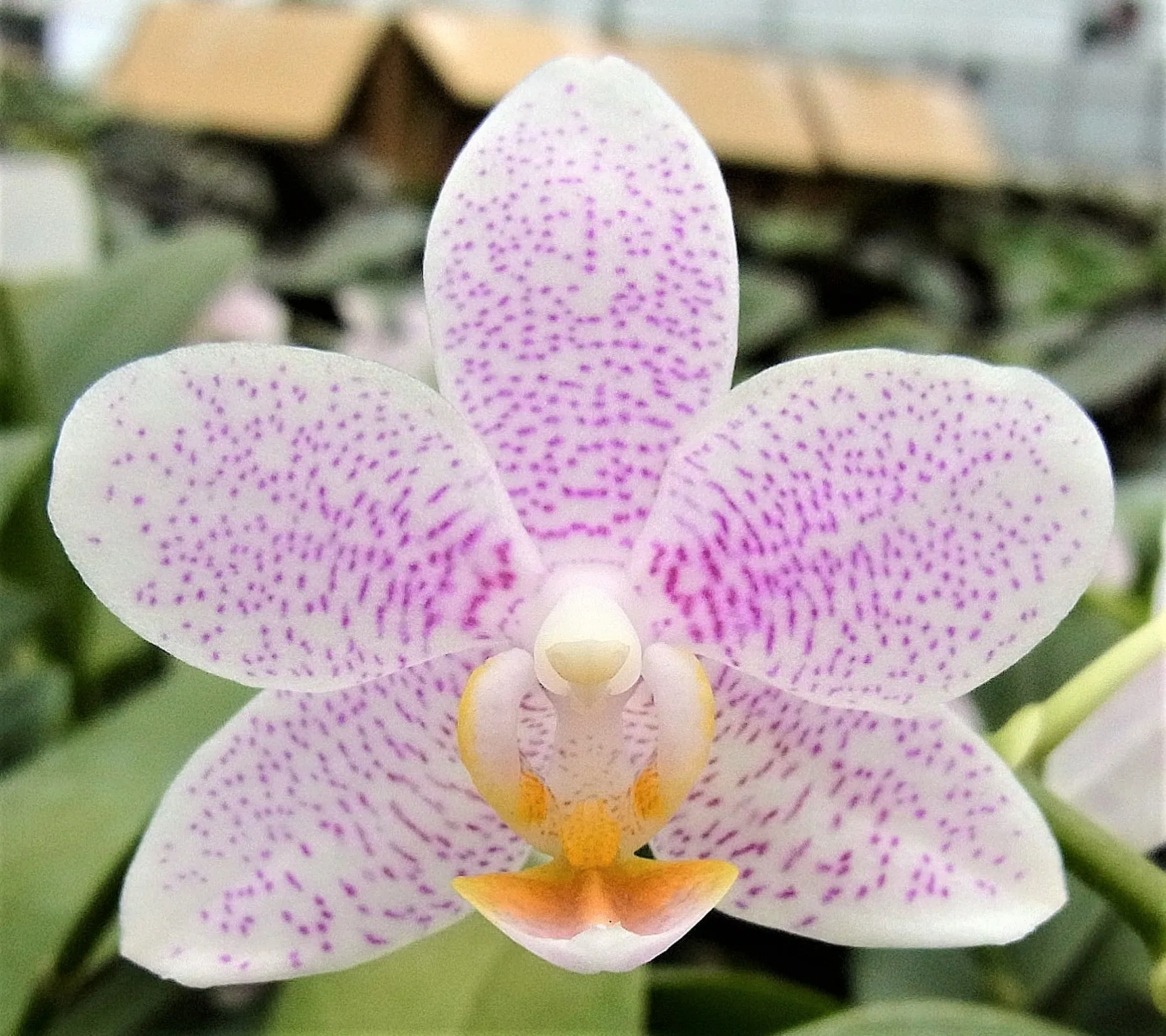 P. Mayshang Angel 'PF Variegated'