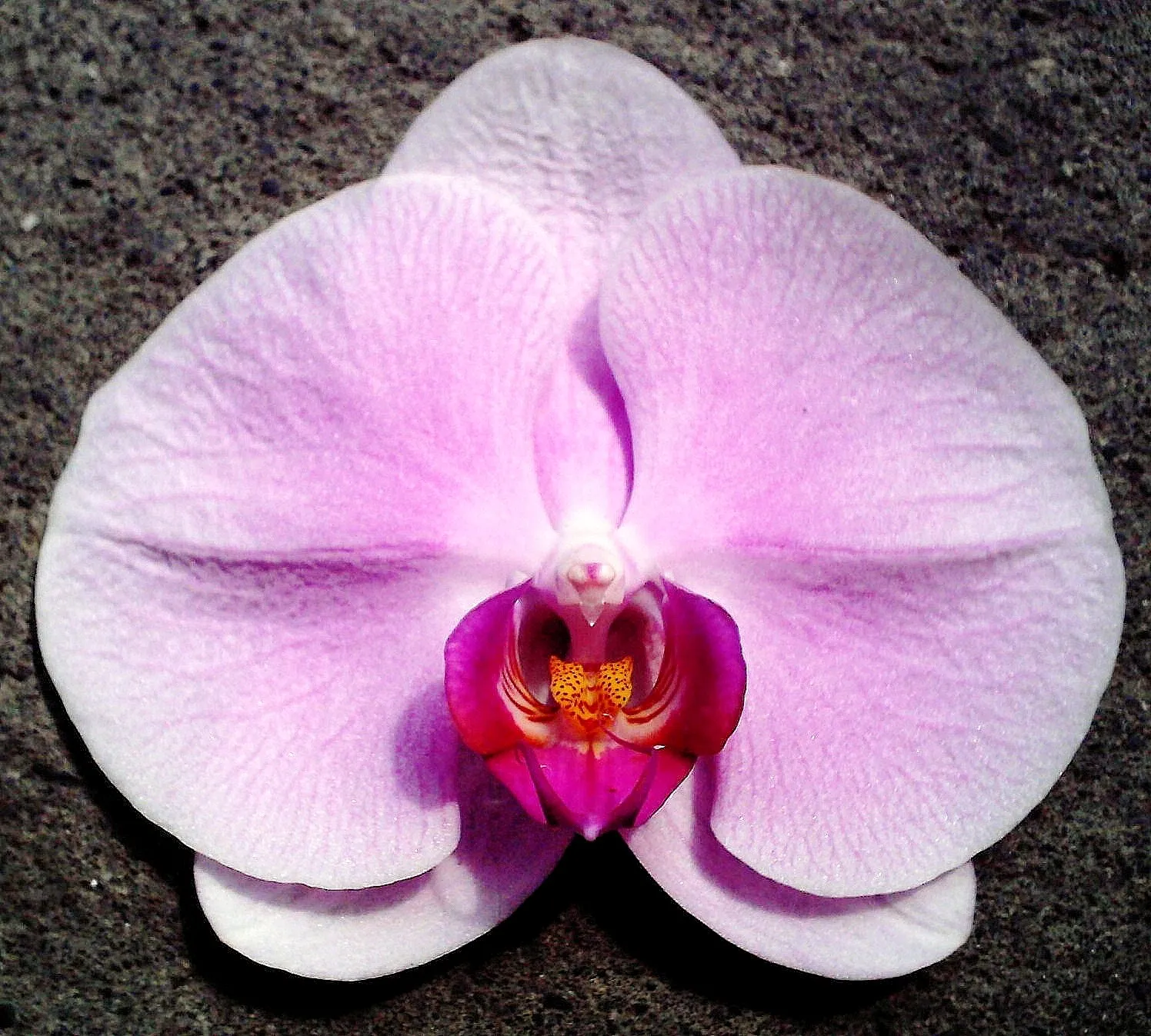 P. Profar Pink Queen