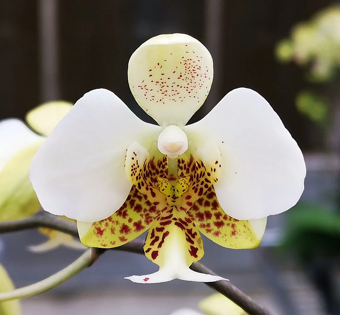 P. Stuartiana var. Nobilis 'PF'