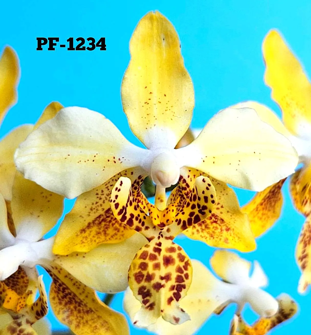 P. Stuartiana var. Nobilis 'PF01'