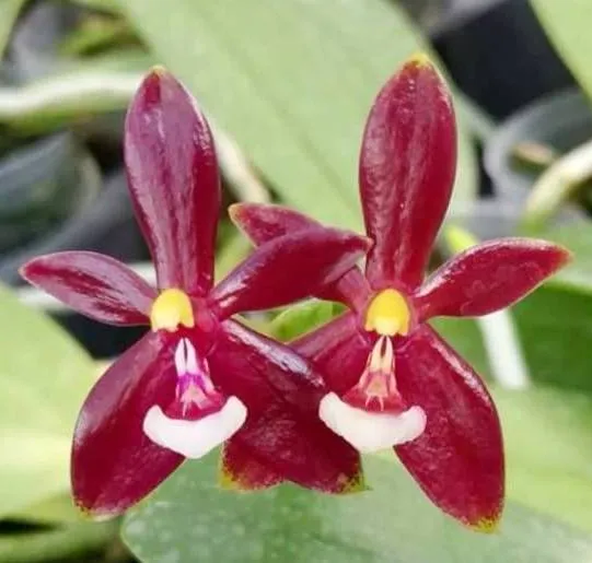 P. Profar Cornu Cervi