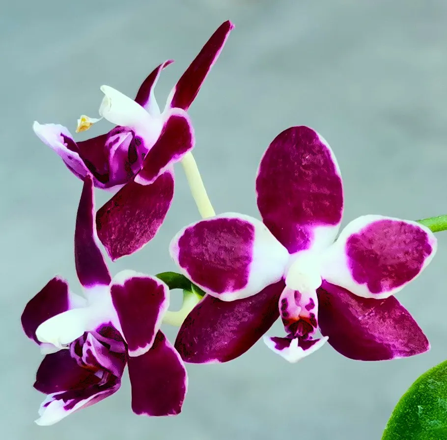 P. Pingtung Black Almond