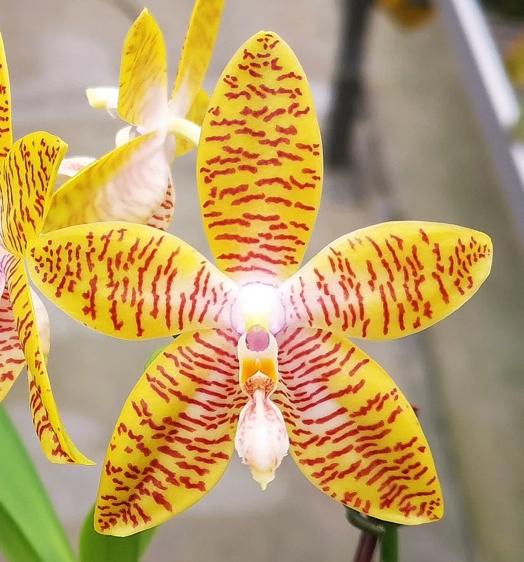 P. Amboinensis x P. Hieroglyphica