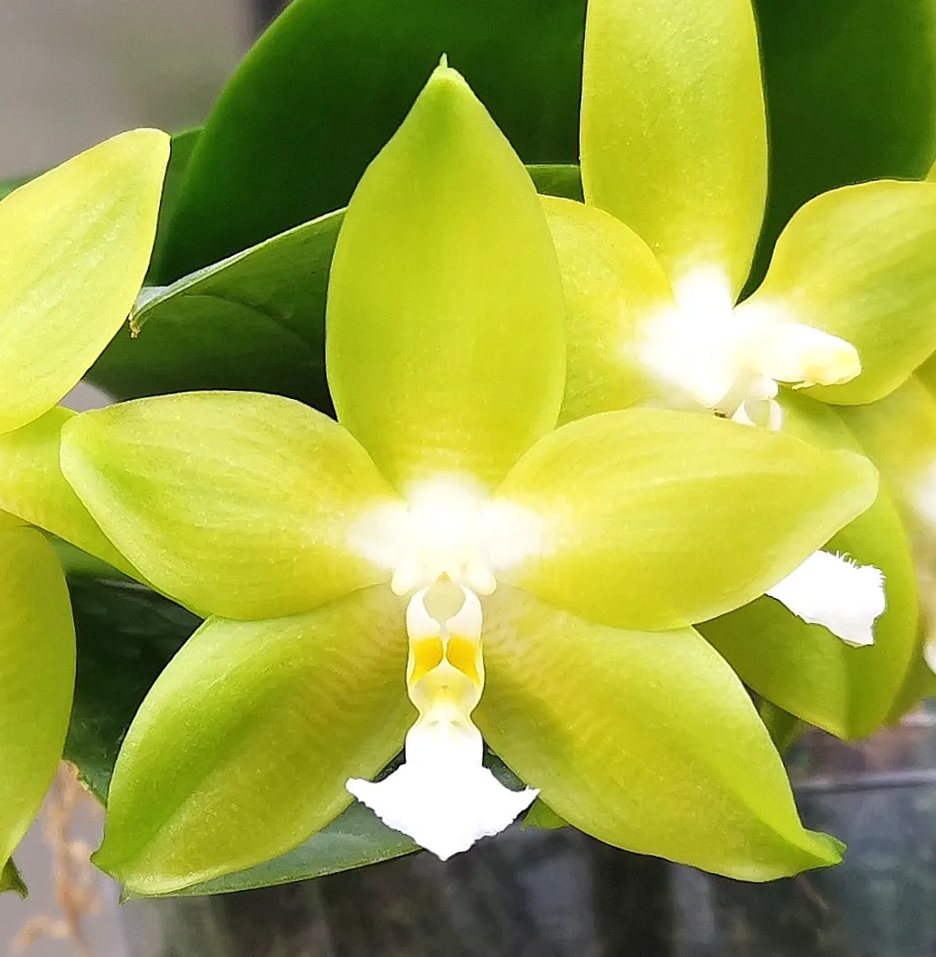 P. Pingtung Happy Glory