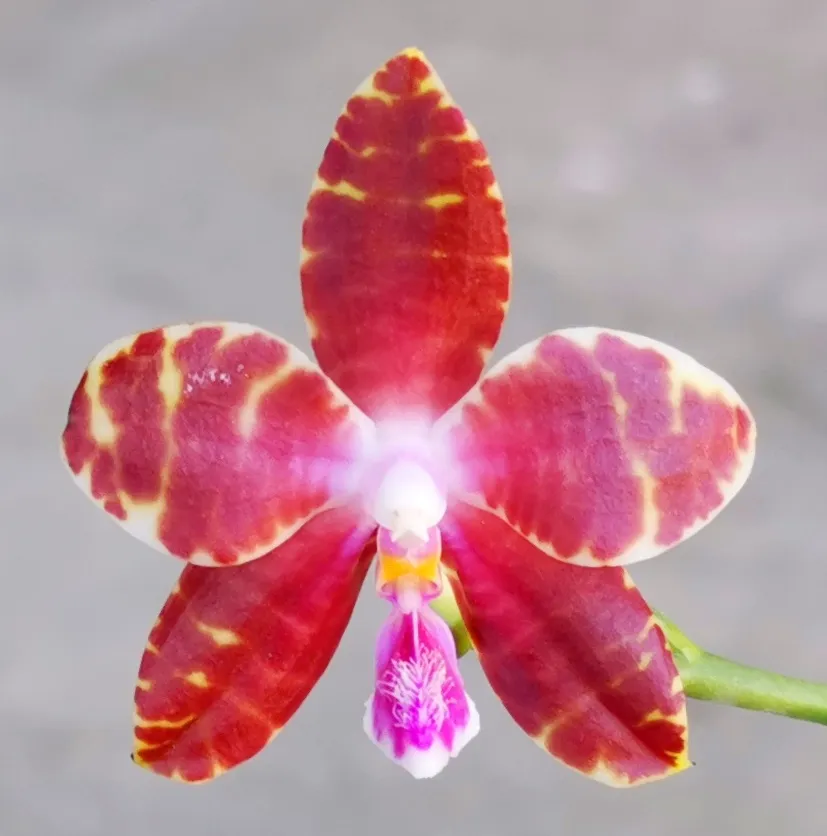 P. Profar Red Grape